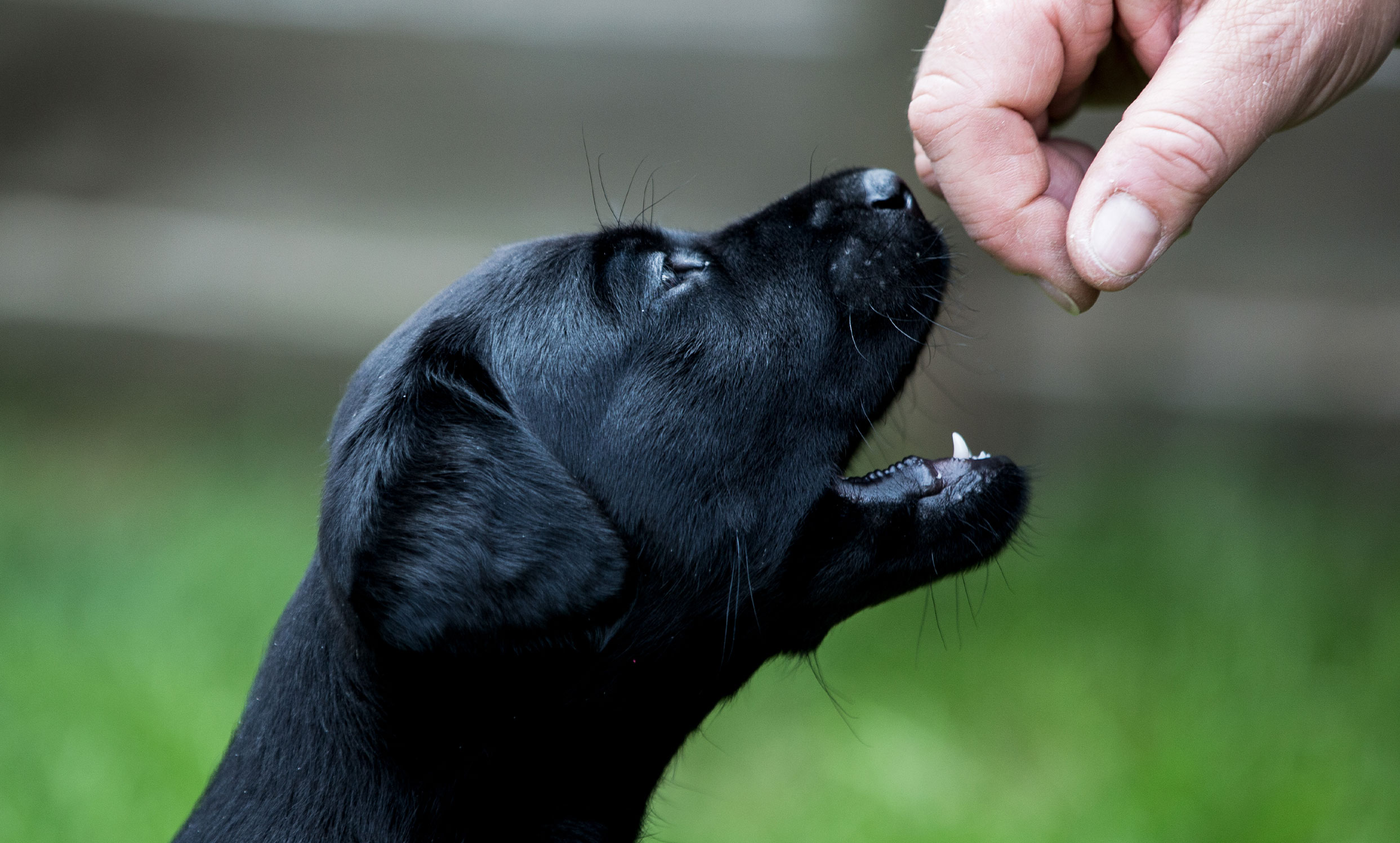 puppytraining Pet Essentials Rototuna Hamilton