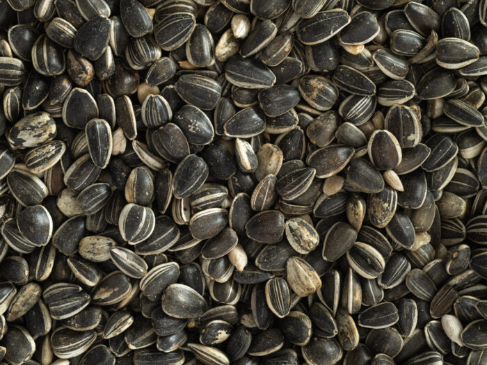 Topflite Sunflower Seeds 1kg - Image 2