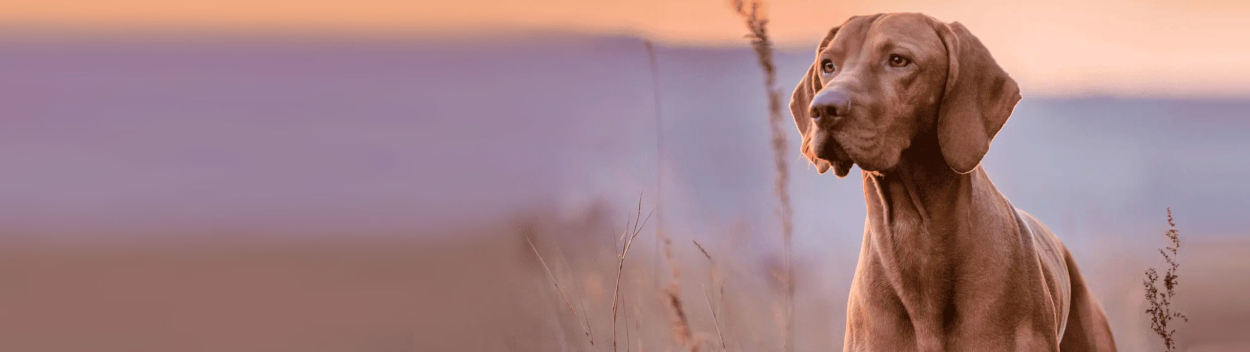 pet essentials rototuna