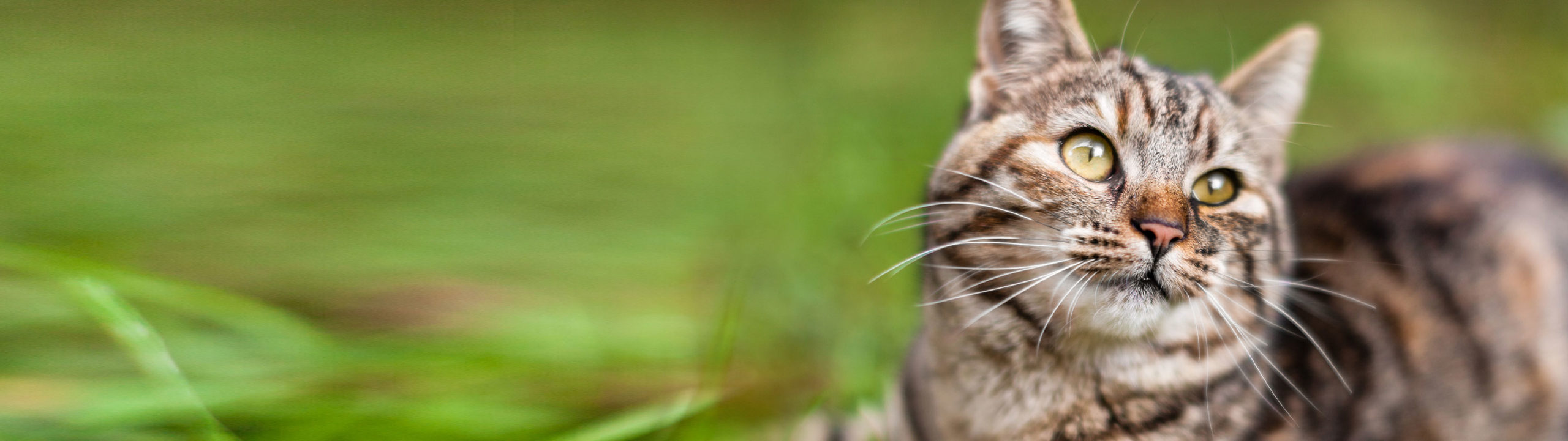 pet essentials rototuna