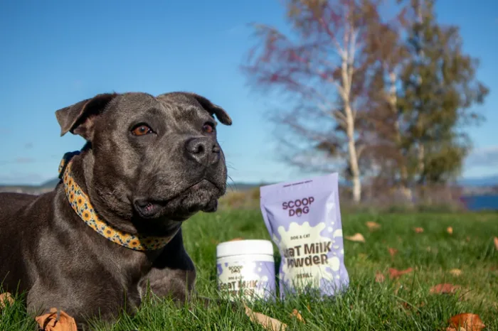 Scoop Dog Goat Milk Powder 200gm - Image 2