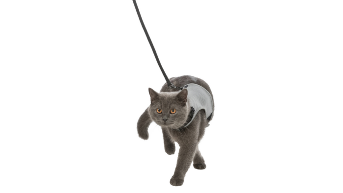 Trixie Soft Cat Harness Set