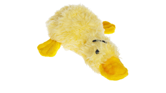 Duckworth Webster