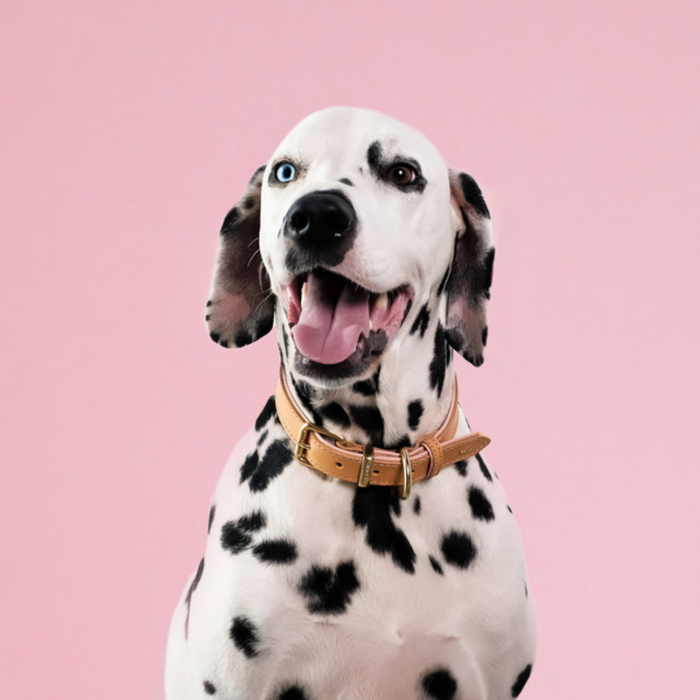 EzyDog Oxford Blush Leather Collar - Image 3