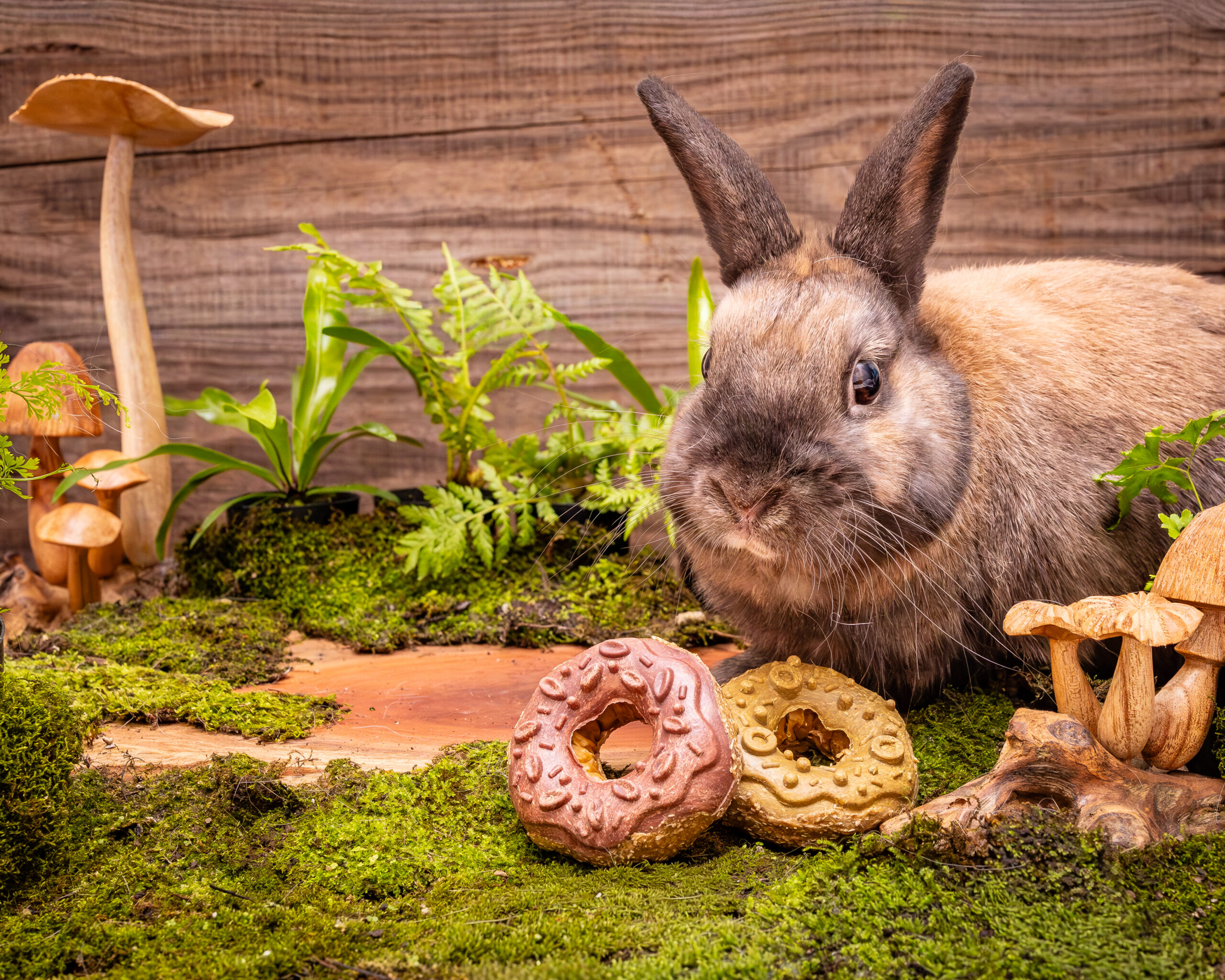 Pet One Small Animal Treats Donuts - Image 2
