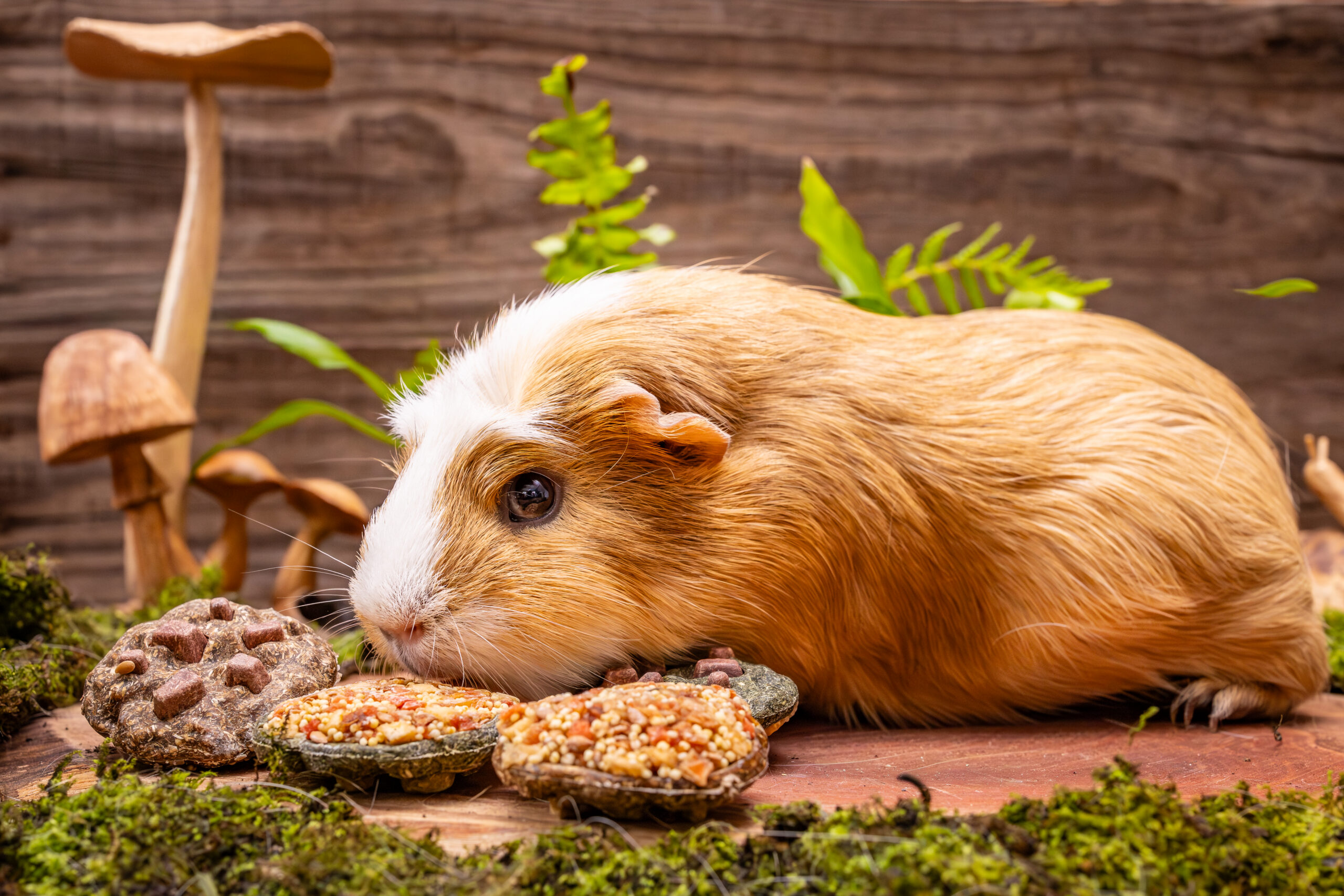 Pet One Small Animal Treats Cookies - Image 2